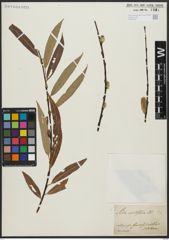 Foto von Salix acutifolia Willd.